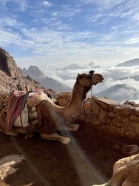 Camels on beach against sky