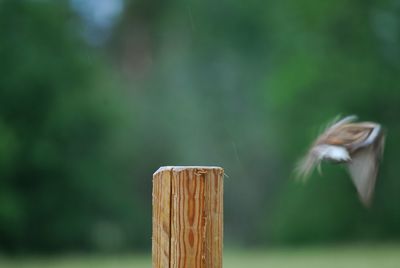 Close-up of bird on wood