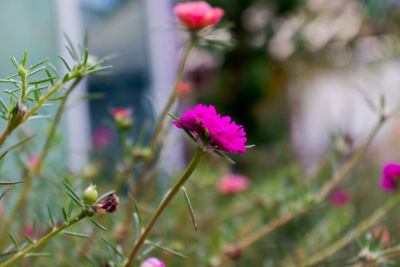 Close-up of pink flowering plant