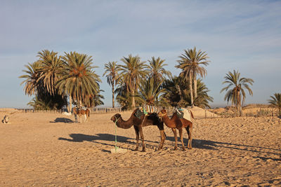 Horses on beach against sky