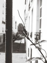 Close-up of plant against building in city