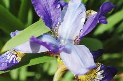 Close-up of purple flowers blooming outdoors