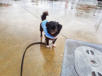 High angle view of dog standing on wet floor