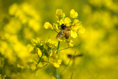 Close-up of bee pollinating on yellow flower