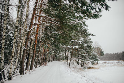 Snow covered road amidst trees in forest