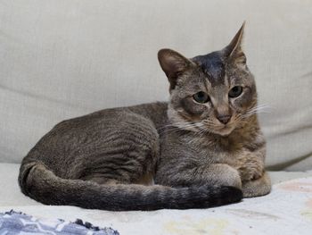 Portrait of cat relaxing on bed