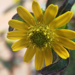 Close-up of yellow flower