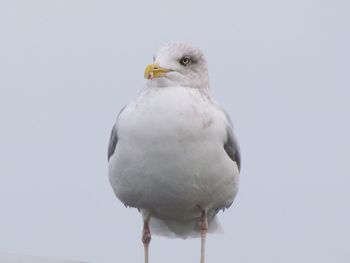 Close-up of seagull perching on the wall