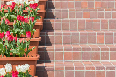 Beautiful red tulips in flower pot in garden