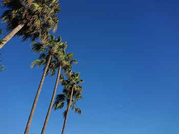 Low angle view of coconut palm tree against blue sky