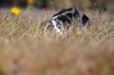 Close-up of dog on grass