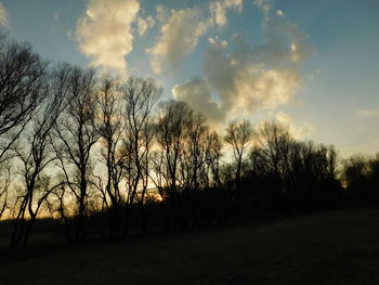 Bare trees on field against sky