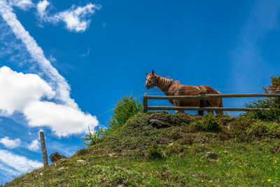 Low angle view of horse against blue sky