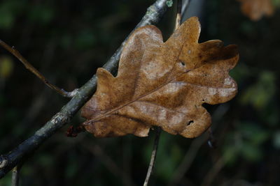 Close-up of dry leaf