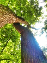 Low angle view of tree