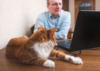 A ginger cat sits near the computer while the owner is working from home