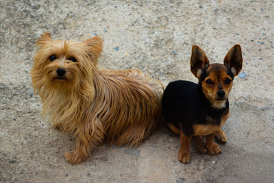 High angle portrait of dogs sitting on road