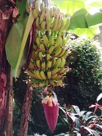 Close-up of banana tree