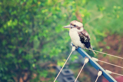 Bird perching on a branch