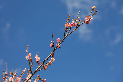 Low angle view of cherry blossoms against blue sky