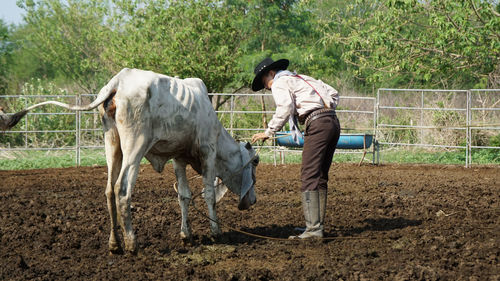 Horses in a farm