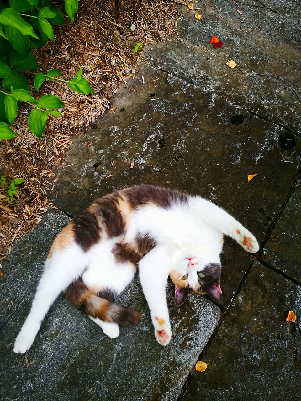 animal themes, pets, high angle view, domestic animals, one animal, domestic cat, cat, mammal, street, feline, dog, sidewalk, outdoors, white color, full length, day, ground, no people, footpath, relaxation