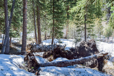 Trees in forest during winter