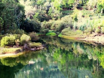 Reflection of trees in lake