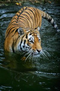 High angle view of tiger at pond