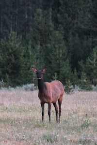 Elk in yellowstone national park, montana