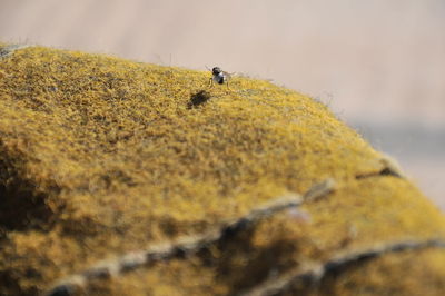 High angle view of ant on rock