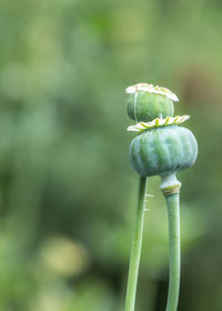 Close-up of poppy bud