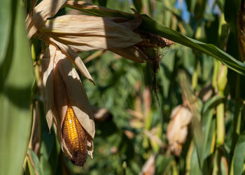 Close-up of crops growing on plant