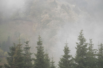 Autumn fog in a natural landscape, weather conditions during daytime