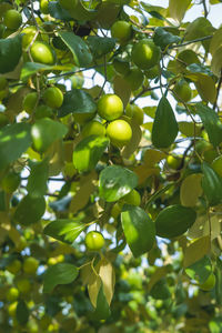 Close-up of fruits growing on tree