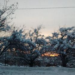 Bare trees on snow covered field