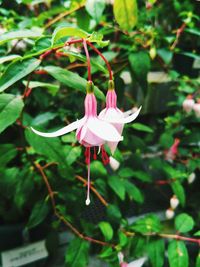 Close-up of pink flower blooming outdoors