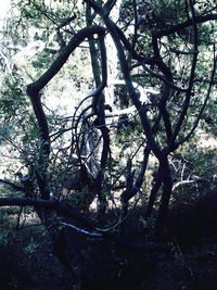 Low angle view of bare trees