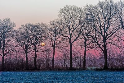 Bare trees by plants against sky during sunset