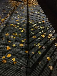 High angle view of sunlight falling on dry leaves on footpath