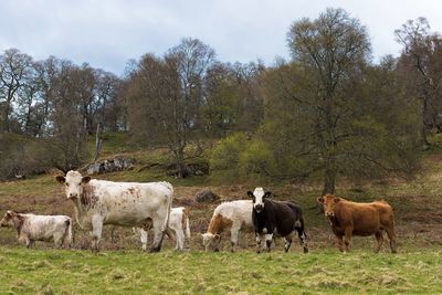 Cows grazing on field against sky