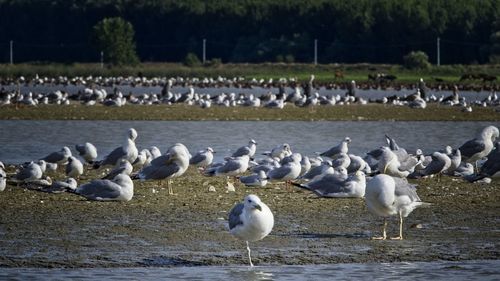 Flock of seagulls on beach