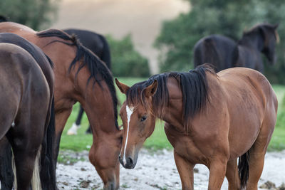 Horses standing on field