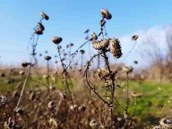 Close-up of flowers on field against sky