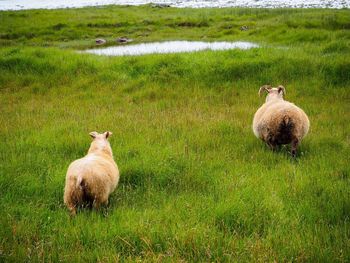 Sheep on field