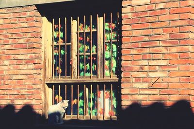 Full frame shot of glass window on wall of building