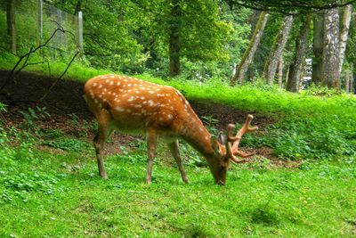 Deer grazing in a forest