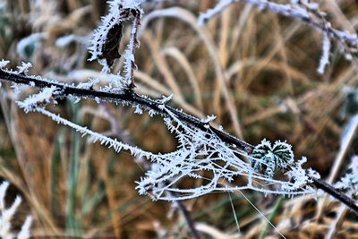 Close-up of frozen plant