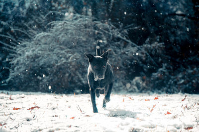 Portrait of dog in winter