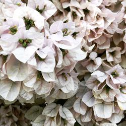 Full frame shot of white hydrangea